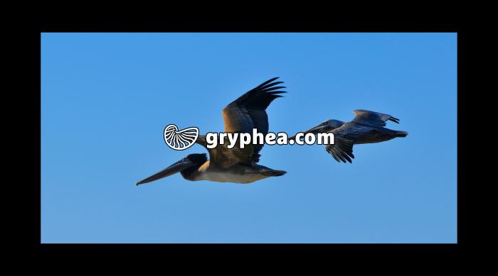 Pélicans bruns (San Francisco, California, USA) - gryphea.com